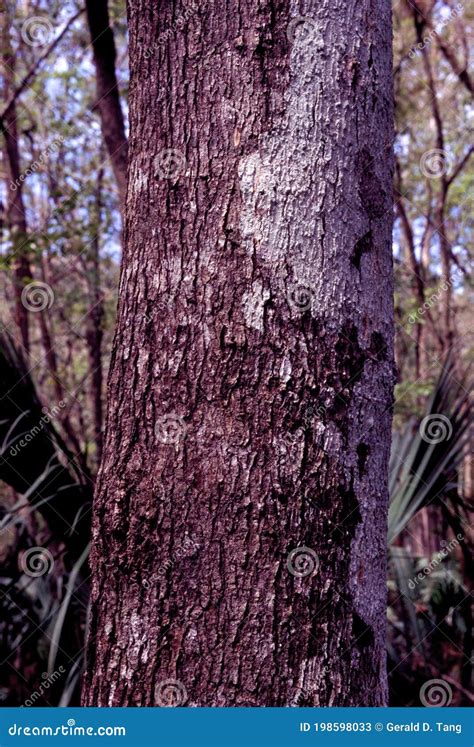 Red Maple Bark 60064 stock image. Image of nature, highlands - 198598033