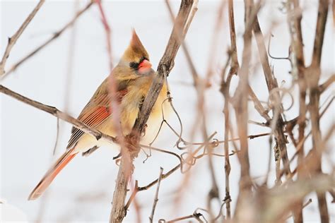 1 Cardinal/Snow - Birding, PI