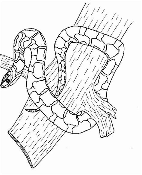 Realistic Boa Constrictor Coloring Page Free Printable Coloring Pages