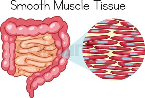 Anatomy Of Smooth Muscle Tissue Stock Vector Colourbox