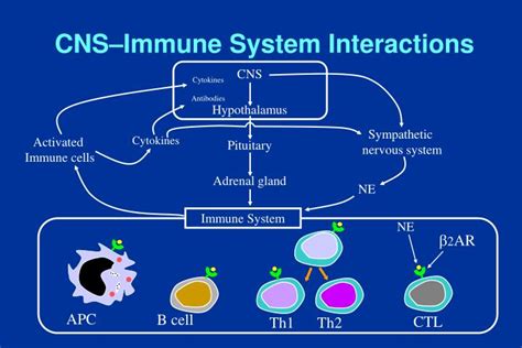 Ppt Concept Of Immune Regulation Powerpoint Presentation Id 1196211