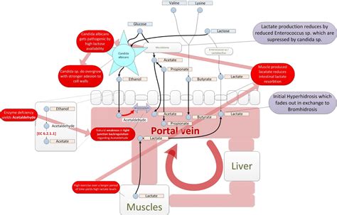 Candida pathogenesis in Bromhidrosis