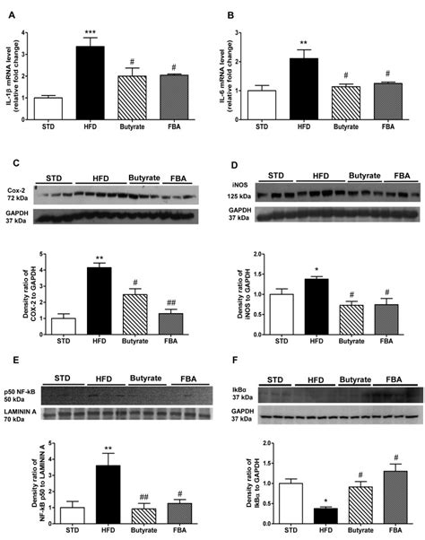 IL 1β A and IL 6 B mRNA expression relative fold change to STD