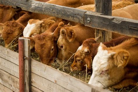 Usca Comments On Latest Change To Packers And Stockyards Act Valley