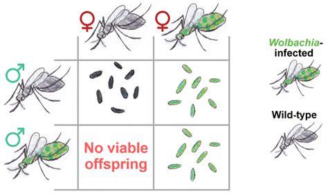 WOLBACHIA BACTERIA IN ACTION How Were Using Naturally Occurring