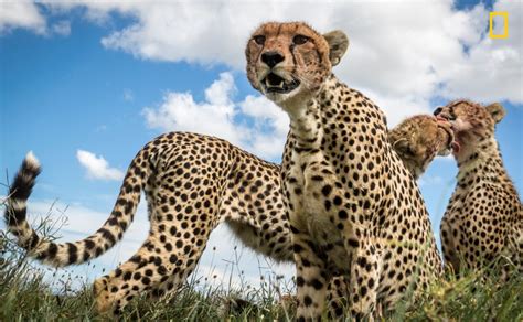 National Geographics Nature Photographs Of The Year Are Breathtaking