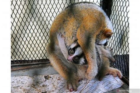 Induk Dan Anak Kukang Berhasil Diamankan BKSDA Banten Dari Pedagang