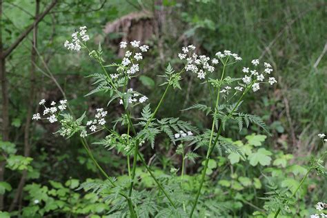 Anthriscus sylvestris - Wikipedia