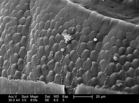 Free picture: magnification, 403x, 2005, scanning, electron micrograph ...
