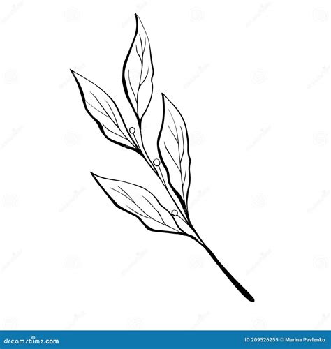 Laurel Leaves Hand Drawn Illustration Isolated On White Background