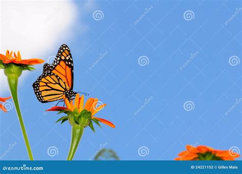 Mariposa De Monarca En Un Girasol Mexicano Fotograf A De Archivo