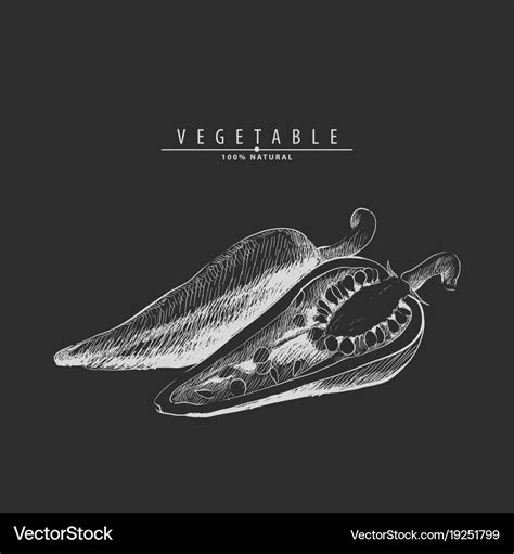 Hot Cayenne Pepper Royalty Free Vector Image Vectorstock