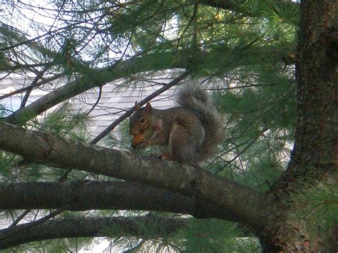 Squirrel Business | The Middlebury Landscape