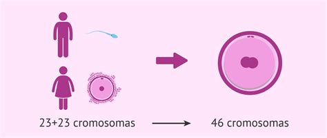 Estructura Del Cromosoma El Cariotipo Biolog A Y Geolog A