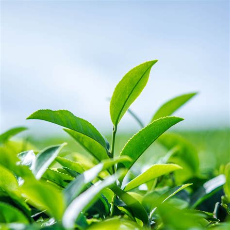 Green Tea (Organic) - Neter Vital