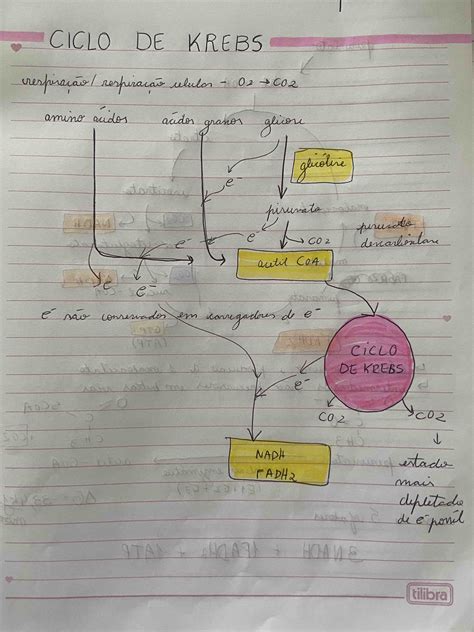 Overview glicólise ciclo de Krebs e cadeia respiratória Biologia