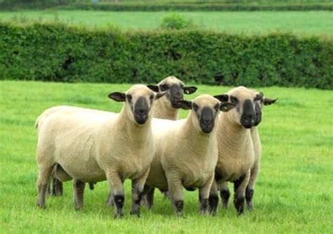 Hampshire Sheep Breed Information, History & Facts - RaisingSheep.net