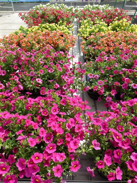 Vaste Planten Stedelijk Groen