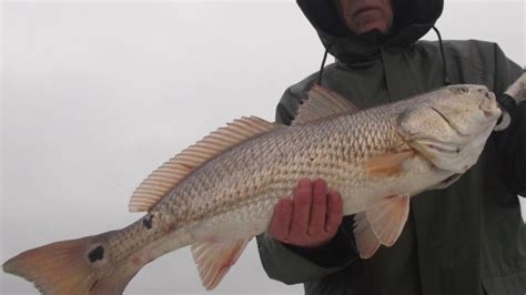 Red Drum Tailing