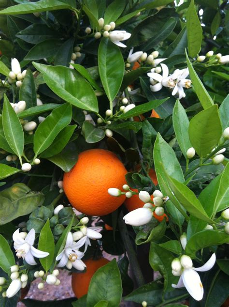 Fotos Gratis Rama Fruta Flor Comida Produce Hojas Perennes