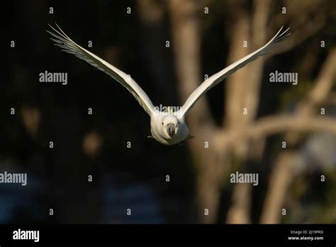 Sulphur Crested Cockatoo Cacatua Galerita Adult Bird In Flight