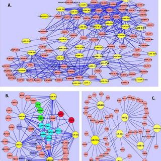 Rna Mrna Association Network A Mirna Mrna Interaction Network With