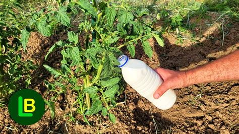 Paradajz paprika i krastavci neće biti bolesni Slobodno prskajte ovim