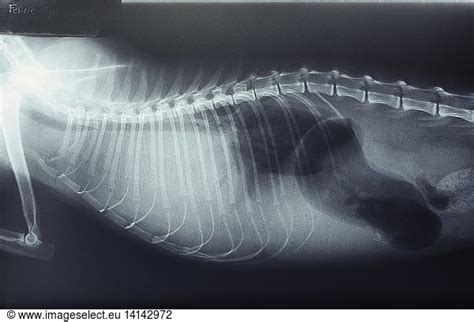 Pleural Effusion In Cat Pleural Effusion In Cat X Rayabnormalabnormalitychest Cavity