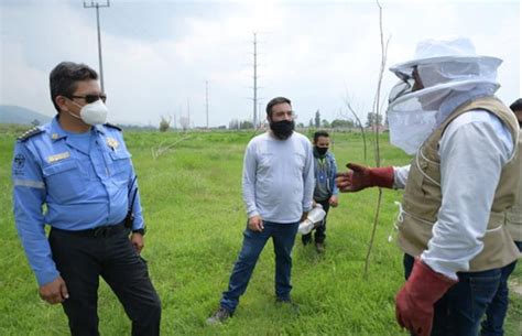 Rescata Tlajomulco A Más De 4 Millones De Abejas