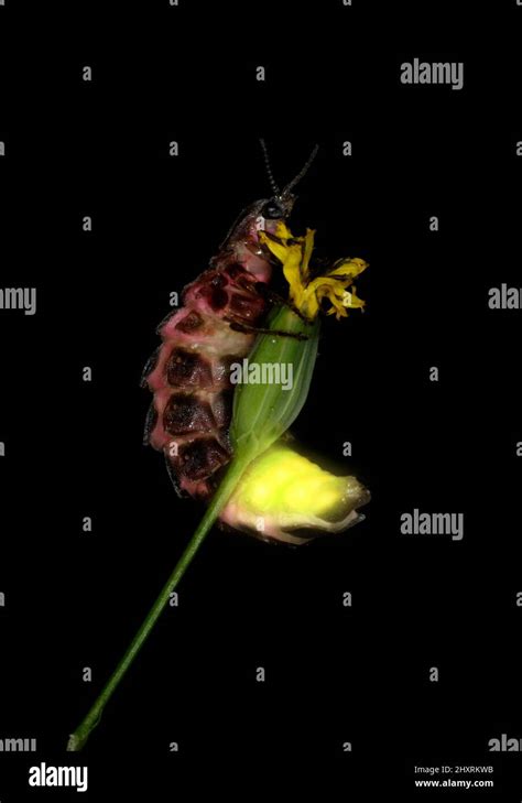 Glow Worm Beetle Hi Res Stock Photography And Images Alamy