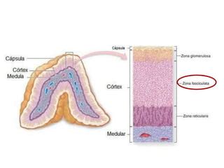 HISTOLOGIA DE LAS GLANDULAS SUPRARRENALES | PPT