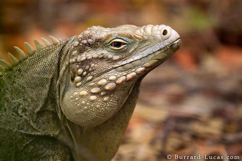 Wildlife of the Cayman Islands - Will Burrard-Lucas Blog