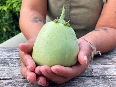 Melanzana Ao Daimaru Solanum Melongena Cercatoridisemi