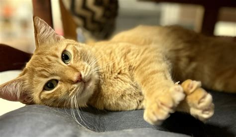 wild animal rescue ri 4