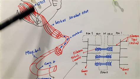 Jelaskan Mekanisme Terjadinya Kontraksi Otot – Meteor