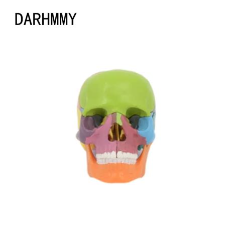 Darhmmy 15pcs Set 4d Detachable Color Mini Skull Anatomy Model Detachable Medical Teaching Tool