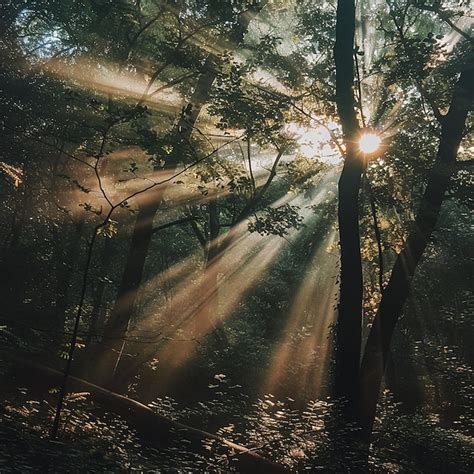 Premium Photo Rays Of Sunlight Passing Through Forest Trees