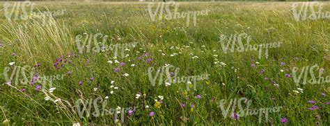 wild grassland with flowers - VIShopper