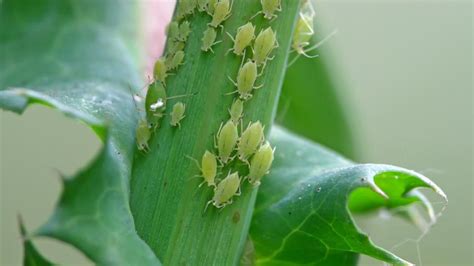 Common Types Of Houseplant Pests To Look Out For Forbes Home