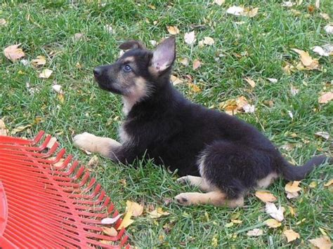 Female Puppy German Shepherd 9 Weeks Old For Sale In Algonquin