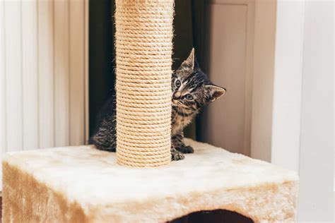 The Best Cat Scratching Posts A Buyer S Guide Happypurr