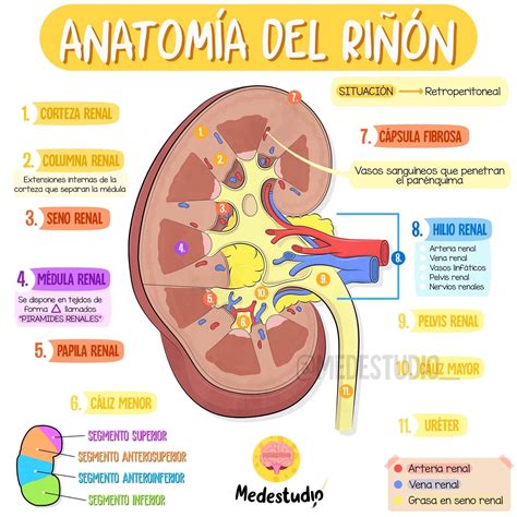 Pin en Med Anatomía Anatomía médica Anatomia y fisiologia humana