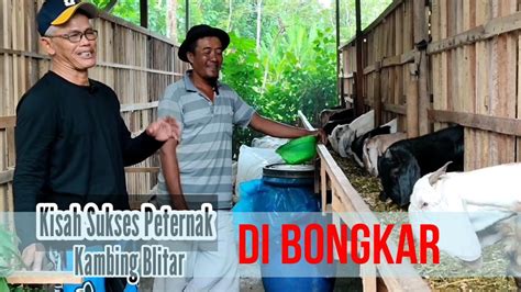 Kisah Sukses Peternak KambingBlitar Di Bongkar YouTube