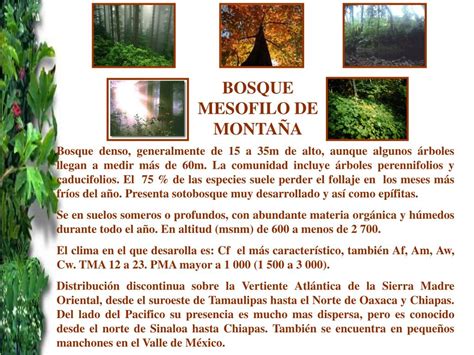 Ppt Tipos De Vegetaci N De M Xico Powerpoint Presentation Free