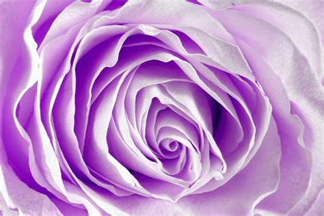 Purple Rose Backgrounds - Wallpaper Cave