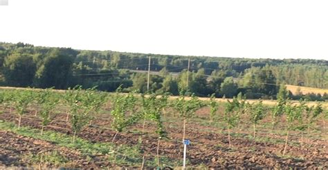 Реткинский Мультисад