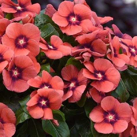 Vinca Seeds Tattoo Tangerine 25 Thru 250 Seeds New For Etsy Flower