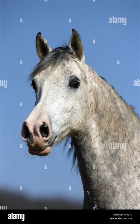 Arabian Horse Portrait Stock Photo Alamy