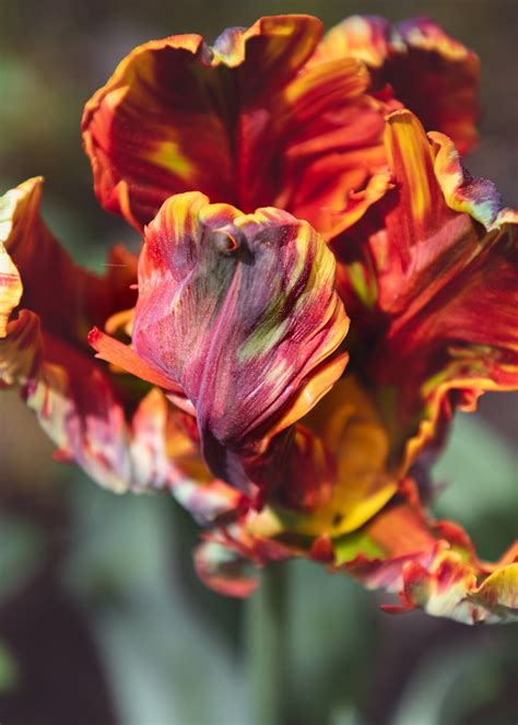 Frilly A Parrot Tulip In My Garden Earlier This Spring Cian Fenton