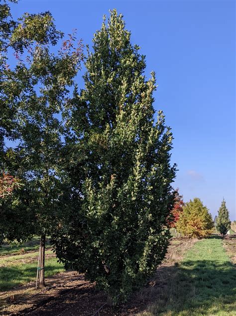 Skinny Genes® Oak | Quercus x bimundorum 'JFS-KW2QX' — Northwest Shade